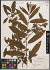 Foto von Salix cinerea L. x Salix viminalis L.